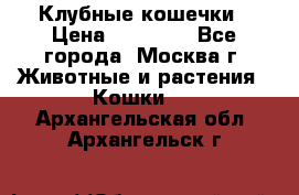 Клубные кошечки › Цена ­ 10 000 - Все города, Москва г. Животные и растения » Кошки   . Архангельская обл.,Архангельск г.